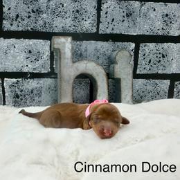 Cinnamon Dolce - Red female Dachshund puppy in Goodyear, Arizona from AZ Low Life Doxies