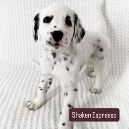Shaken Espresso - LUA long coat - White and black male Dalmatian puppy in Davenport, Florida from Sunny Jewels Dalmatians