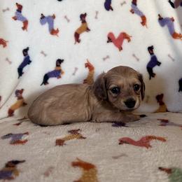 Miss Purple collar - Cream female Dachshund puppy in Willow Springs, Missouri from Krazy Acre Farm