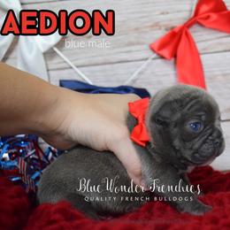 Aedion Ashryver - Blue male French Bulldog puppy in Loxahatchee, Florida from Blue Wonder Frenchies