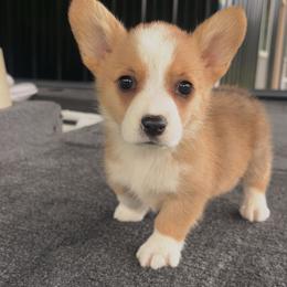 Green Collar - Red male Pembroke Welsh Corgi puppy in Boaz, Alabama from Brumblow’s Kennel