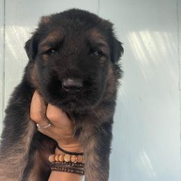 German Shepherd Puppies from Oahu German Shepherds