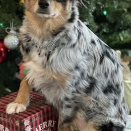 Aussiedoodles and Yorkipoos from Praised Pooches
