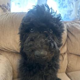 Velvet - Black female Goldendoodle puppy in Greensboro, Georgia from B’s Doodles