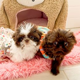 Shih Tzu Puppies from Arizona Sunrise Shih Tzus