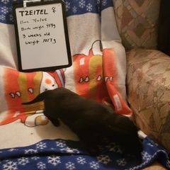Tzeitel - Black female Flat-Coated Retriever puppy in Stillwater, Minnesota from Whirlwind Flat-Coated Retrievers