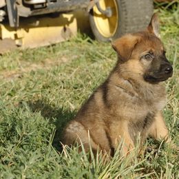 German Shepherd Puppies from Vom Haus Denfors K9