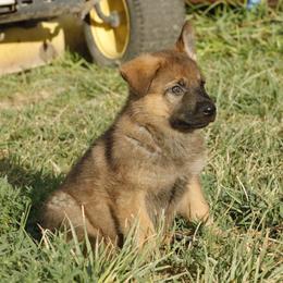 German Shepherd Puppies from Vom Haus Denfors K9