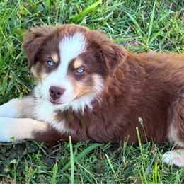 Nate - Red tri-color male Miniature American Shepherd puppy in Smithville, Arkansas from Cooper Creek Aussies