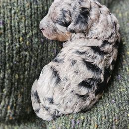 Bernedoodle Puppies from Whispering Aspen Homestead
