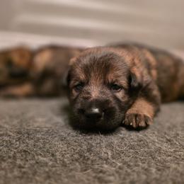 Black collar (Bandit) - Sable male German Shepherd puppy in Hermitage, Pennsylvania from Shepherds of the Hundred Acres