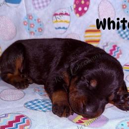 White - Black and rust female Doberman Pinscher puppy in Louisville, Kentucky from Ruiz Dobermans
