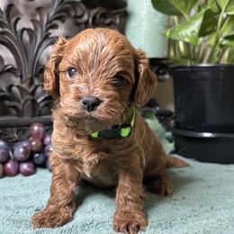 Hudson - Red male Cavapoo puppy in Grove, Oklahoma from Rocky Oak Cavaliers & Biewer Terriers LLC