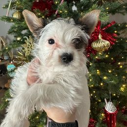 Ellie - Parti female Yorkshire Terrier puppy in Clarksburg, Indiana from Hidden Gems Parti Yorkies