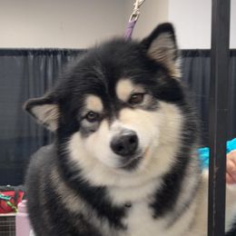 ROXI - Alaskan Malamute