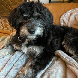 Havanese from T&T Havanese