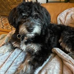 Havanese from T&T Havanese