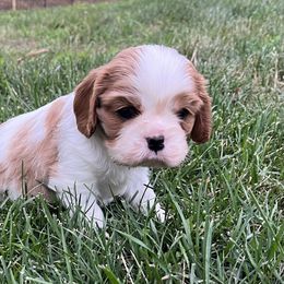 Tater - Blenheim male Cavalier King Charles Spaniel puppy in Eatontown, New Jersey from NJ Cavalier King Charles Breeder