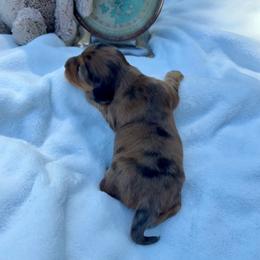 AKC red dapple female - Dapple female Dachshund puppy in Ozark, Alabama from Honey Hill Dachshunds
