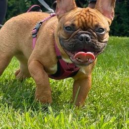 French Bulldogs from Life’s Kennels