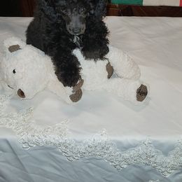 Poodle Puppies from Tlc babies