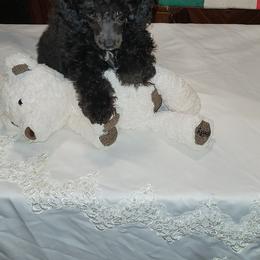 Poodle Puppies from Tlc babies