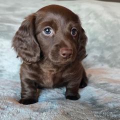 Java - Chocolate male Dachshund puppy in Tucson, Arizona from Joplin's Hippo House