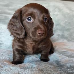 Java - Chocolate male Dachshund puppy in Tucson, Arizona from Joplin's Hippo House