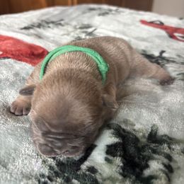 Herny - Blue fawn female French Bulldog puppy in Alabama from Southern Bulldogs