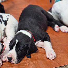 Princess Charlette - Mantle female Great Dane puppy in Brookings, South Dakota from Debonair Danes