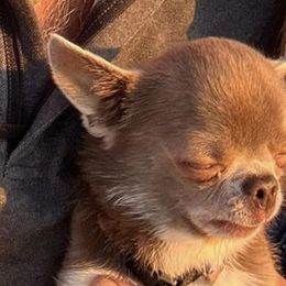 Chihuahuas and French Bulldogs from Kelly Treat's Chihuahuas and French Bulldogs