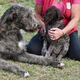 Irish Wolfhound Puppies from Mt Carmel Irish Wolfhounds