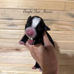 Arrow - Black & white male Australian Shepherd puppy in Newton, Mississippi from Bright Star Aussies