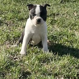 Frannie - Black and white female Boston Terrier puppy in Fillmore, Illinois from Wind Hill Puppies