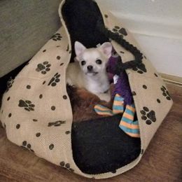 Chihuahua Puppies from Lucky Star Chihuahuas