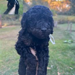 Girl 1 - Phantom Poodle puppy in Cullman, Alabama from Southern Tide Poodles & Doodles