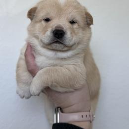 Goku - Cream male Shiba Inu puppy in Texas from Southern Shibas