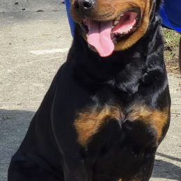 Rottweilers from Allen's Rottweilers