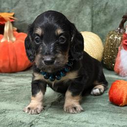 Tanner - Black and cream male Dachshund puppy in Lincoln, Arkansas from Red Dirt Dachshunds