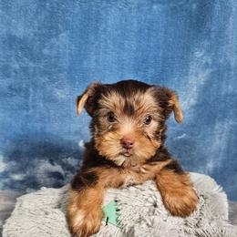 Pup 3 - Chocolate and tan female Yorkshire Terrier puppy in Polk City, Florida from Yorkies by Casey