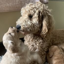 Penny - Goldendoodle