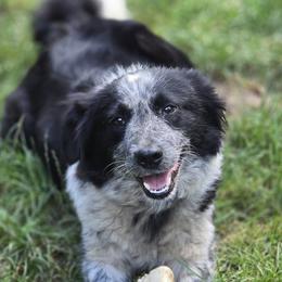 Border Collies and Chihuahuas from Riverwood
