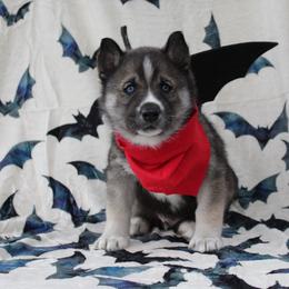 Red - Black and white male Siberian Husky puppy in York, Pennsylvania from Spalla Pups