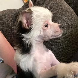 Chihuahua and Chinese Crested Puppies from Western Kentucky Chihuahua’s and Chinese Crested’s