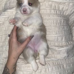 American Corgi Puppies from R and b corgis and farm