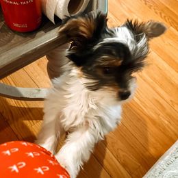 Frankie - Black tan and white Biewer Terrier puppy in Branford, Connecticut from CT Fuzzy Bugs - Biewer Terriers