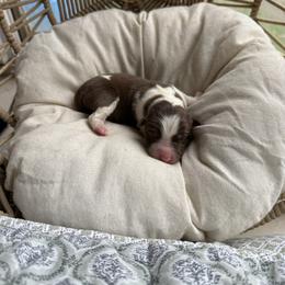 Sprinkle - Red tri-color female Australian Shepherd puppy in Grants Pass, Oregon from Carmel Mountain Aussies