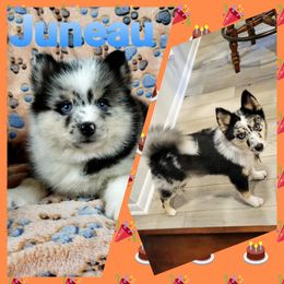 French Bulldog and Pomsky Puppies from Ba's Designer Puppies