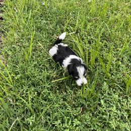 Maltipoo All Grown Up from ELIZABETH VENDLEY