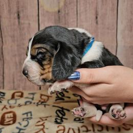 Vikings - Black white and brown male Basset Hound puppy in Rio Grande City, Texas from Hounds All Night